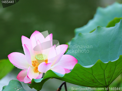 Image of Pink lotus