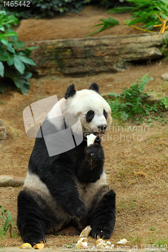 Image of panda