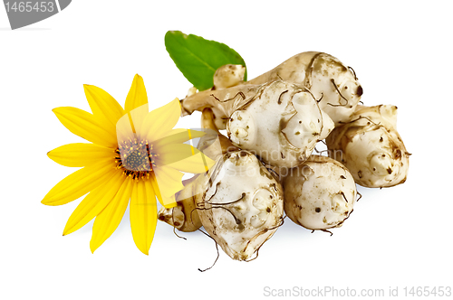 Image of Jerusalem artichokes with yellow flower