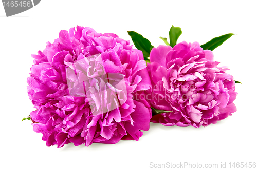 Image of Peonies