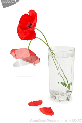 Image of Poppies in a glass