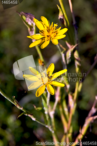 Image of Yellow wild flower