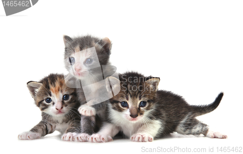 Image of Cute Newborn Baby Kittens Easily Isolated on White