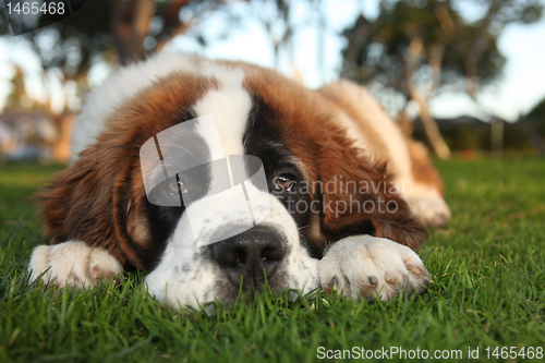 Image of Cute Saint Bernard Purebred Puppy 