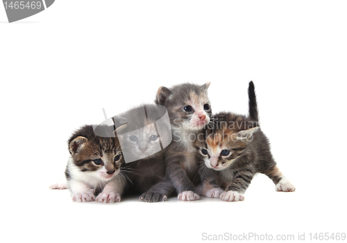 Image of Cute Newborn Baby Kittens Easily Isolated on White