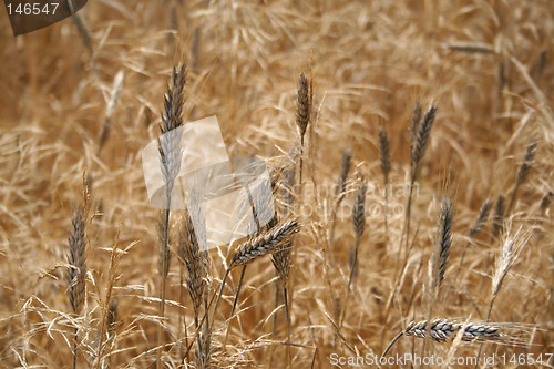 Image of Rye field
