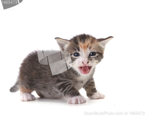 Image of Meowing Newborn Domestic Kitten On White