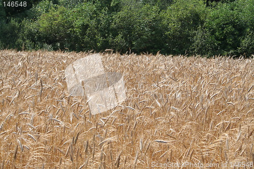 Image of Rye field beside forest