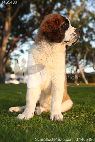 Image of Cute Saint Bernard Purebred Puppy 