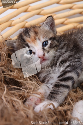 Image of Newborn Kitten in a Basket
