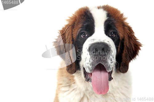 Image of Cute Saint Bernard Purebred Puppy 