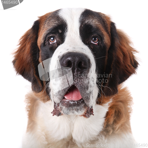 Image of Cute Saint Bernard Purebred Puppy 