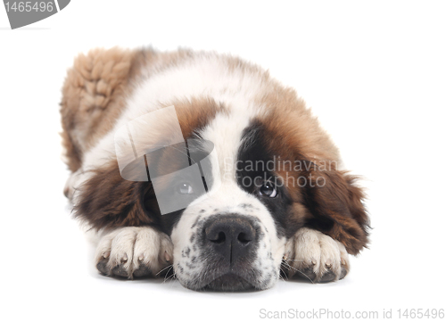 Image of Cute Saint Bernard Purebred Puppy 