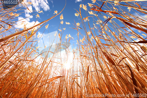 Image of Wheat Grass Outdoors on a Sunny Day