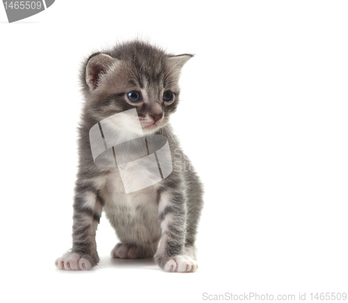 Image of Baby Cute Kitten on a White Background