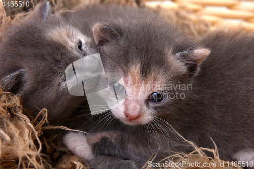 Image of Newborn Kitten in a Basket