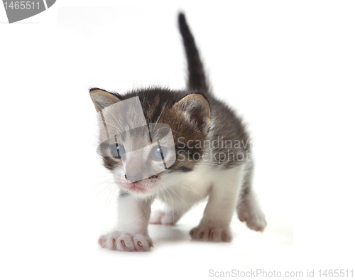 Image of Baby Cute Kitten on a White Background