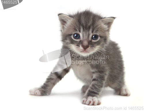 Image of Baby Cute Kitten on a White Background