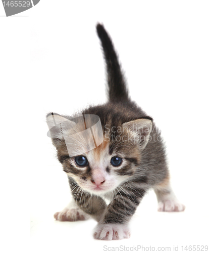 Image of Baby Cute Kitten on a White Background