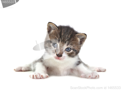 Image of Baby Cute Kitten on a White Background