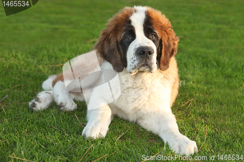 Image of Cute Saint Bernard Purebred Puppy 