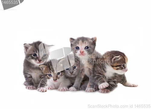 Image of Cute Newborn Baby Kittens Easily Isolated on White