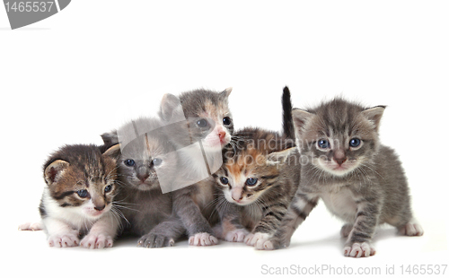 Image of Cute Newborn Baby Kittens Easily Isolated on White