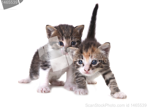 Image of Cute Newborn Baby Kittens Easily Isolated on White