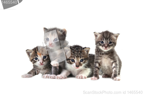 Image of Cute Newborn Baby Kittens Easily Isolated on White