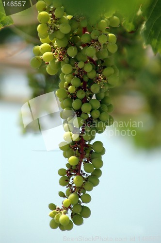Image of grapes on the vine