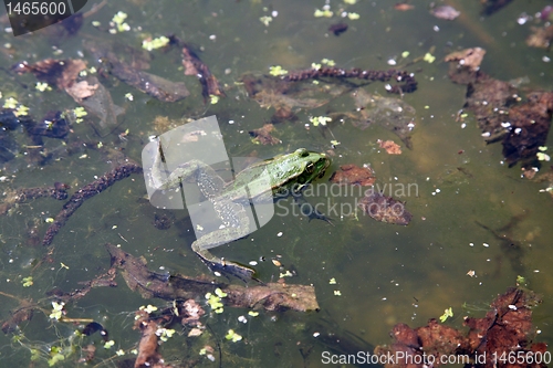 Image of Green frog in water