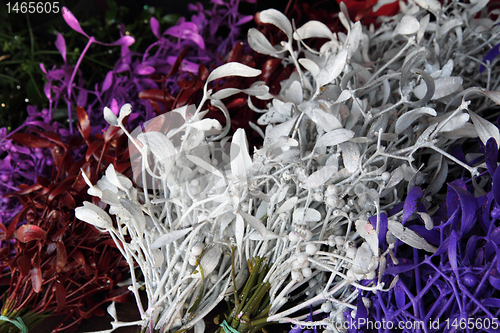 Image of color mistletoe