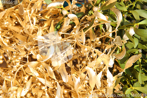 Image of golden mistletoe