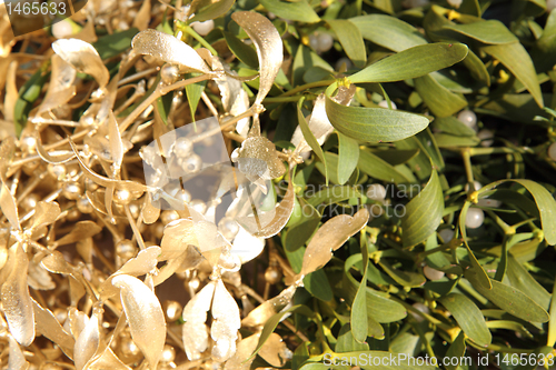 Image of golden mistletoe