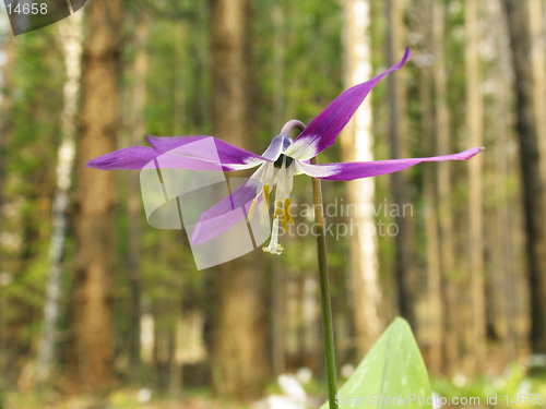 Image of Adder's-tongue flower in the pine forest