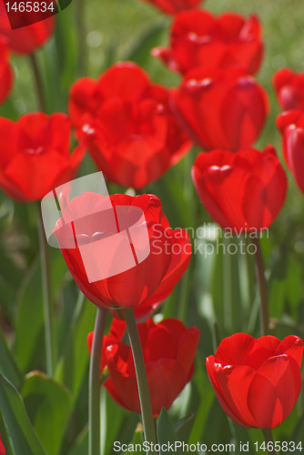 Image of Tulips