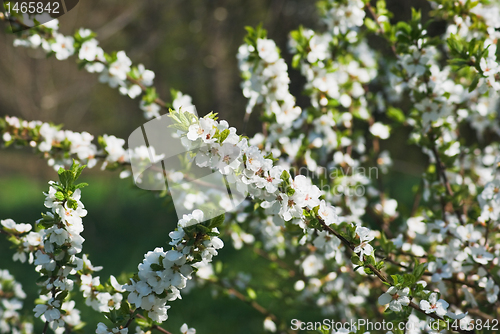 Image of Apricot bloom