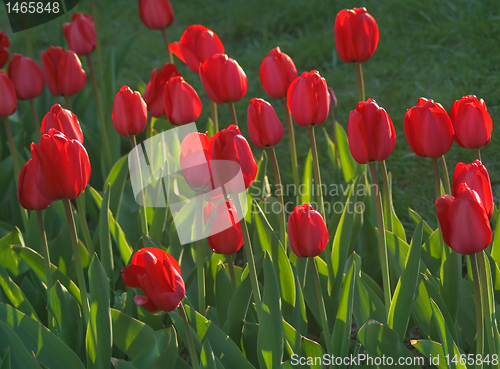 Image of Tulips