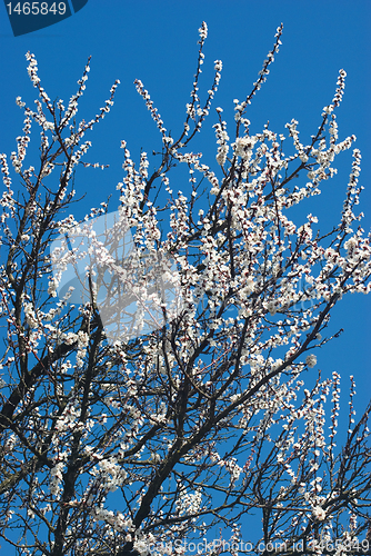 Image of apricot bloom.