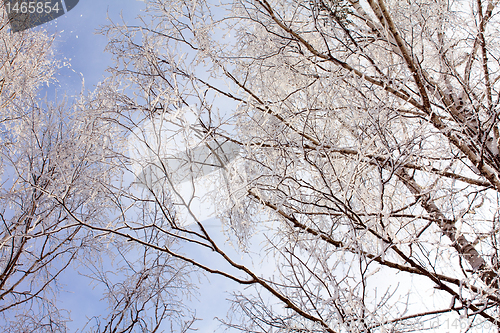 Image of Trees in snow