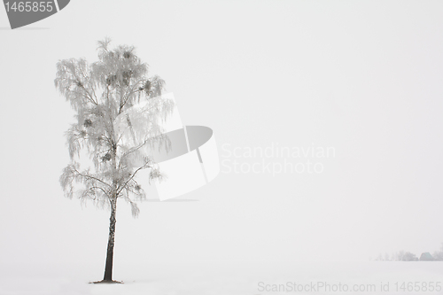 Image of Birch (winter)