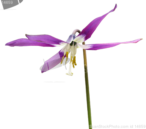 Image of Isolated adder's-tongue flower