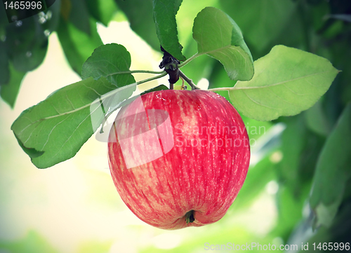 Image of bright tasty apple