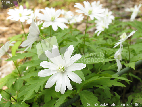 Image of Anemone silvestris