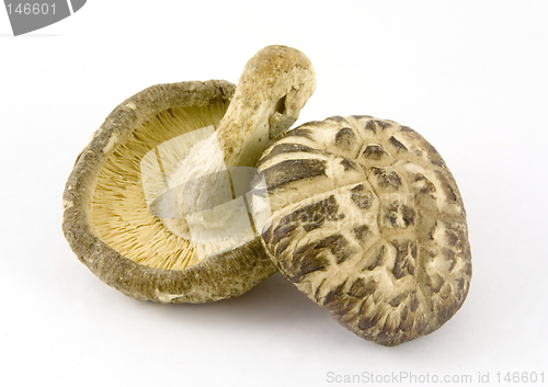 Image of Dried mushroom