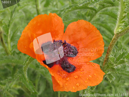 Image of Red poppy. The close-up of poppy flower.