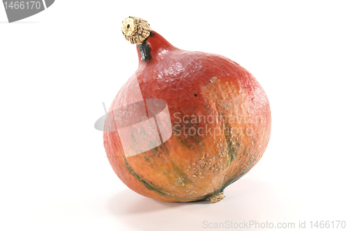 Image of Hokkaido pumpkin