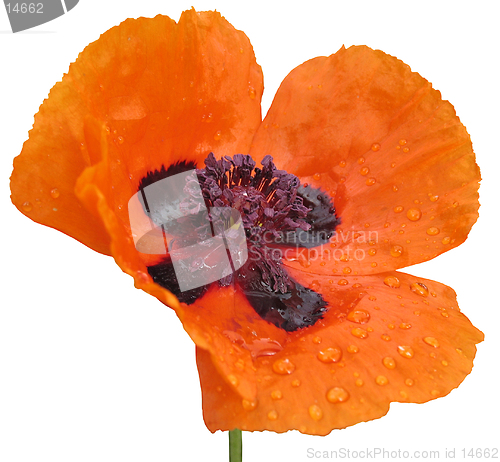 Image of Red poppy. Isolated