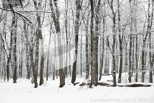 Image of Winter Forest