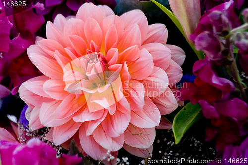 Image of Dahlia